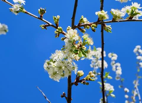 Apple bud in spring against the blue sky. White apple trees bloom during the day Stock Photos