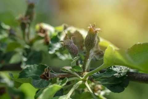 Apple buds. Ovary of an apple tree, plum. Close-up Stock Photos