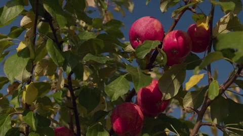 Apple Bunch Stock Footage 265503463