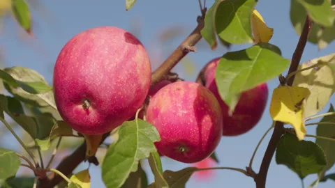 Apple Bunch Stock Footage 265503466