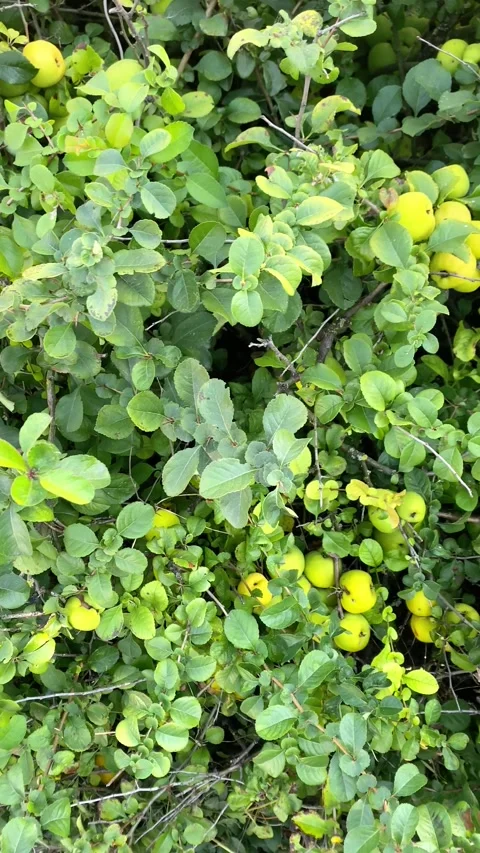 Apple bushes. Apples. Summer. Vertical video  Stock Footage 284006860