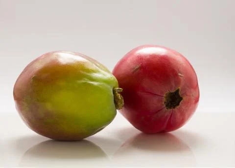 Apple cactus . Stock Photos
