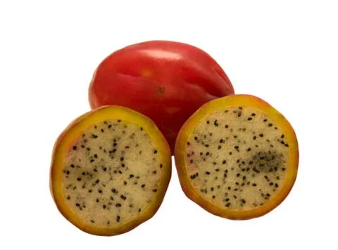 Apple cactus . Stock Photos