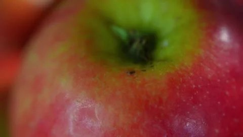 Apple Close-Up 4K Slow Motion Video Stock Footage 323067693