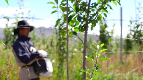 Apple close-up, apple harvest, apple picking, Stock Footage 243079040