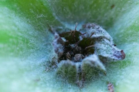 Apple from close range with a spine Stock Photos