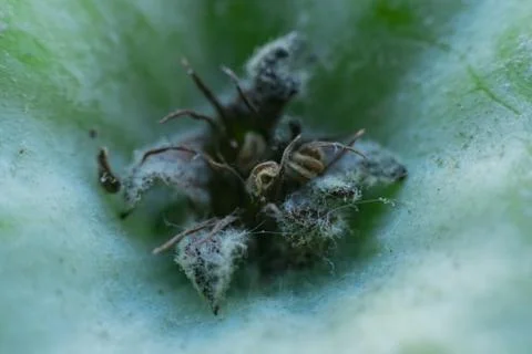 Apple from close range with a spine Stock Photos