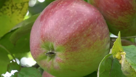 Apple close up on tree Stock-Footage 265777498