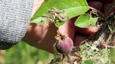 Apple cobweb with pests on apple leaves Stock Footage 244871908