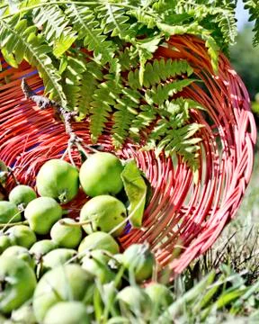 Apple Collection Stockfoto's