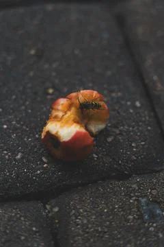 An apple core on a paving stone. A half-eaten apple is lying on the road Stock Photos