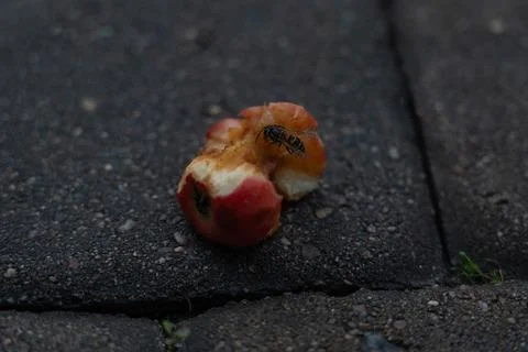 An apple core on a paving stone. A half-eaten apple is lying on the road Stock Photos