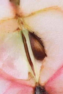 Apple core with seed Stock Photos
