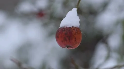 Apple covered with snow on a branch close up. Stock Footage 225702647