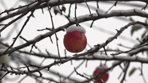 Apple covered with snow Stock Footage 57917816