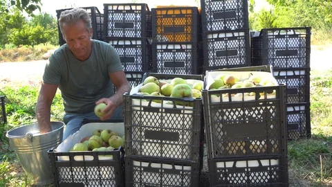 Apple In Crate After Picking Vidéo 96711572