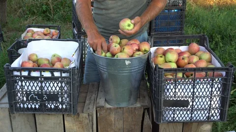 Apple In Crate After Picking 스톡 동영상 105828181