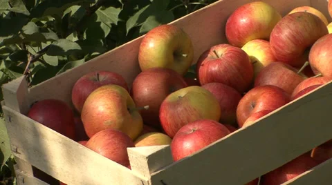 Apple crate Vídeo Stock 35954051