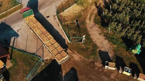 Apple crop. apple boxes. aero, top down. apple farming. loading apples. apple Stock Footage 161488121