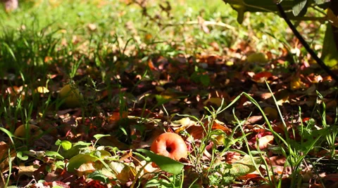 Apple crop on the ground Stock Footage 32896875