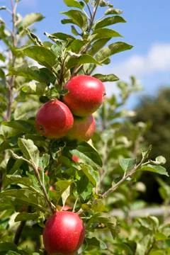 Apple crop Stock Photos
