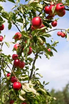Apple crop Stock Photos