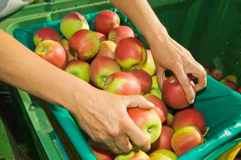 Apple crop, sorting, close up Stock Photos