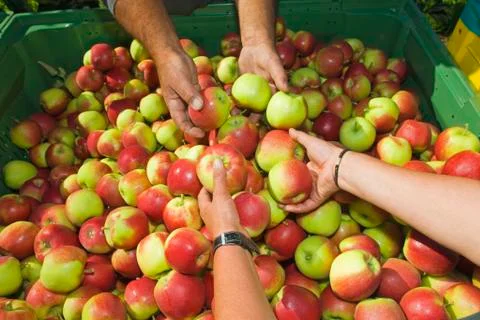 Apple crop, sorting, close up Stock Photos