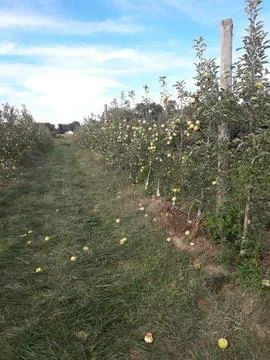 Apple cultivation Stock Photos