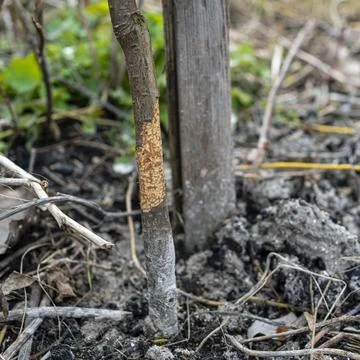 Apple damage. Bark gnawed by mice. Gardening problems. Stock Photos