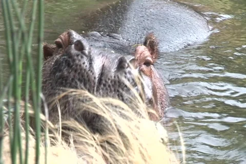 An apple a day keeps the hippo happy Video stock 548780