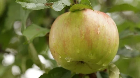Apple with dew on a branch Stock Footage 94585132