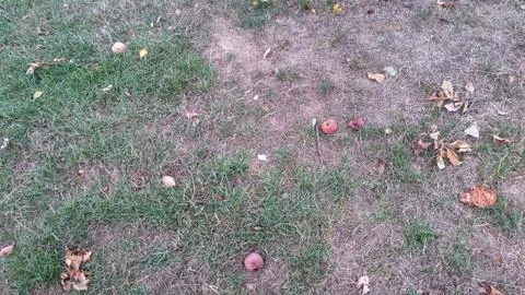 Apple does not fall far from the tree literally Stock Photos