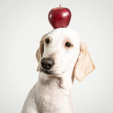 Apple on dog head Stock Photos