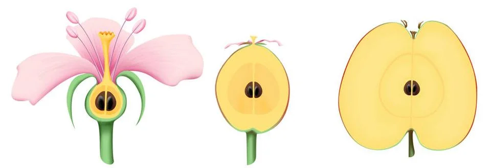  Apple, drawing Evolution of the flower of apple tree. Copyright: xSCHMITT... Stock Photos