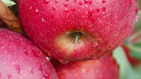 Apple with drops of water Видео 124079093