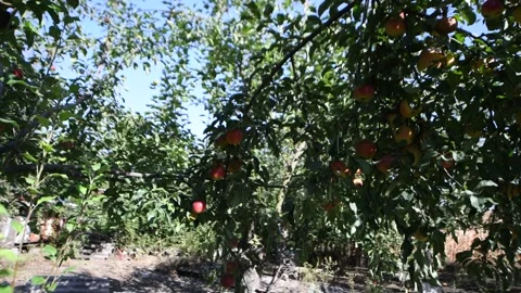 An apple is an edible fruit of the apple tree. Stock Footage 292124081