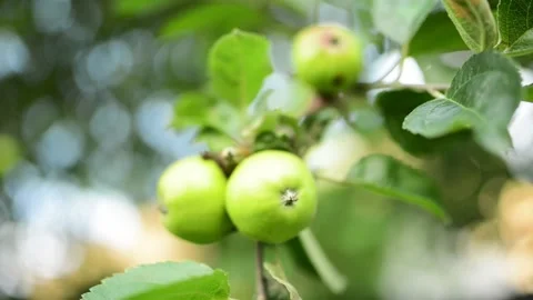 Apple is edible fruit produced by apple tree (Malus domestica). Apple trees a 스톡 동영상 187137661