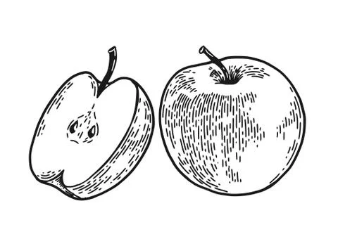 Apple engraved sketch Stock Illustration