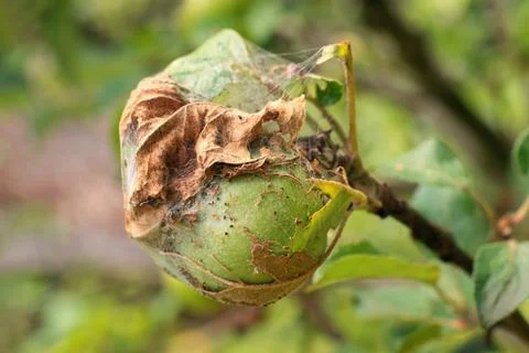 Apple Ermine Moth damage in the orchard (Yponomeuta Malinellus). Detail of af 库存照片