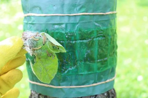 Apple ermines on a leaf in front of a glue band on a tree Stock Photos