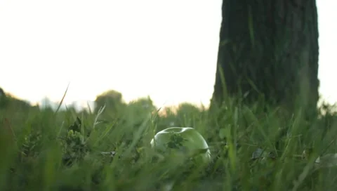 Apple falls from the tree Stock Footage 11237382
