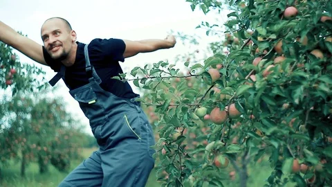 Apple farmer dancing Stock Footage 94542711
