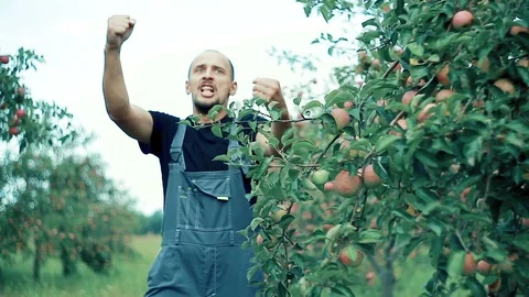 Apple farmer dancing Stock Footage 106117683