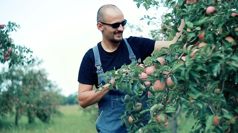 Apple farmer examines apples on a tree branch Stock Footage 94514313