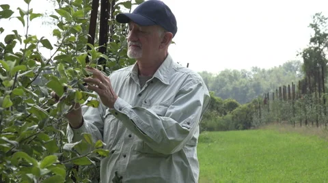 Apple farmer in the field Stock Footage 55267428