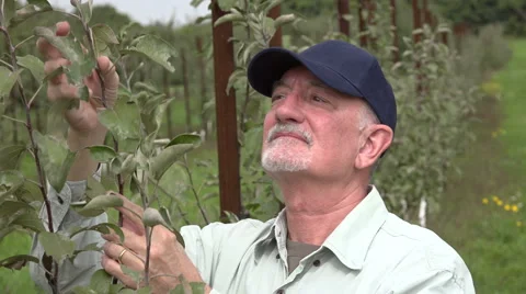 Apple farmer inspecting apple tree leaves Stock Footage 55271302