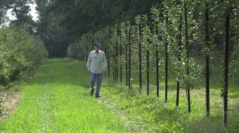 Apple farmer inspecting a row of young apple trees Stock Footage 55269518