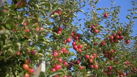 Apple Farming.  High Density Apple Orchard Cultivation Stock Footage 207983595