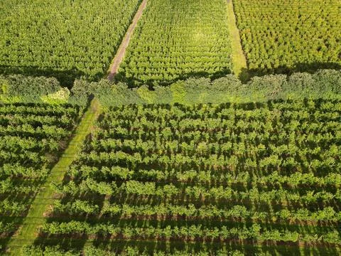 Apple field 1 Stock Photos
